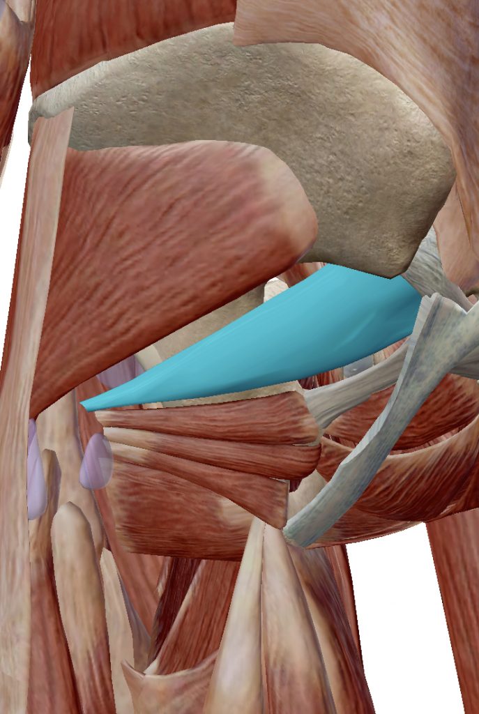 Piriformis Muscle Location