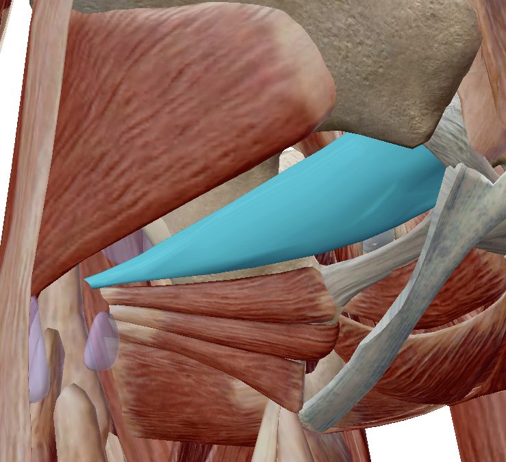 Piriformis Muscle Location