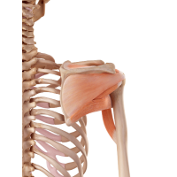 An anatomy depiction of the rotator cuff